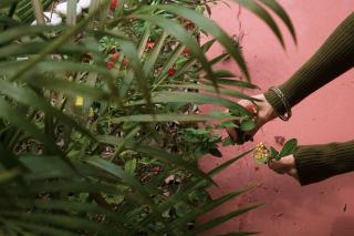 Jardin botanique de Deshaies : tarifs, horaires et visite